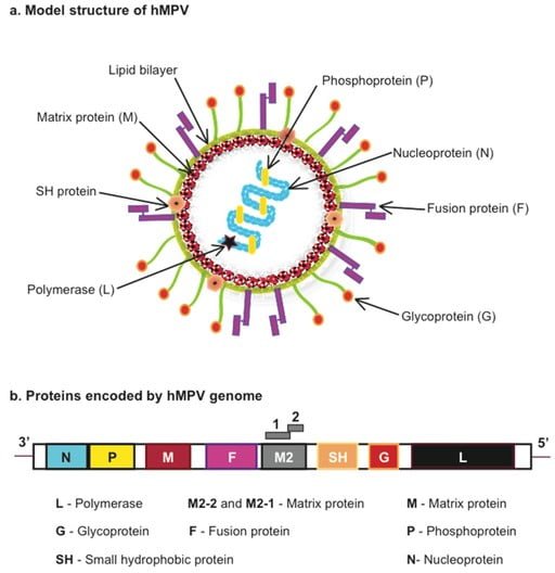 Human Metapneumovirus Pathogens-04-00682-g001