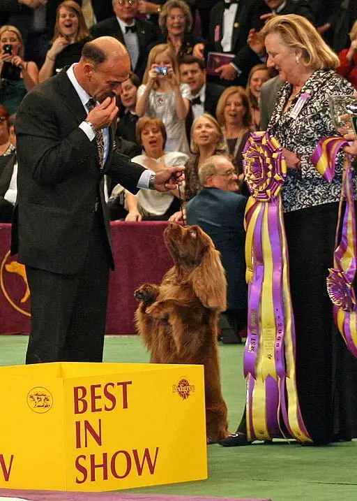 The Westminster Dog Show: A Canine Spectacle.
